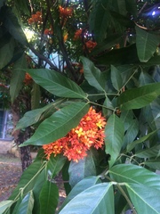 Saraca