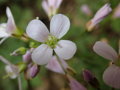 Cardamine concatenata