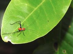 Conocephalus melaenus