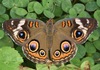 Common Buckeye - Photo (c) skitterbug, some rights reserved (CC BY), uploaded by skitterbug