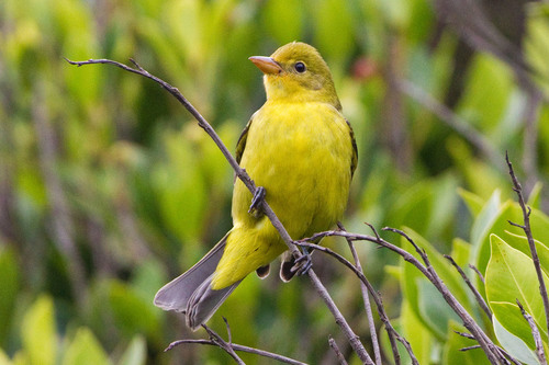 Western Tanager, photo 2 of 9