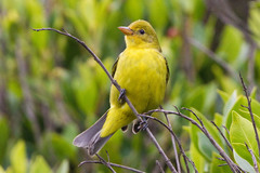 Western Tanager photo 5