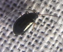 Aphthona