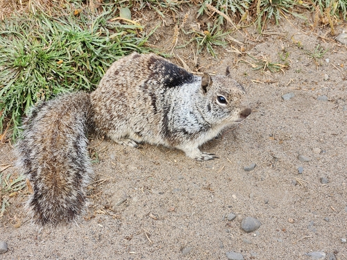 Douglas's Ground Squirrel