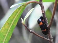 Cosmoscarta abdominalis