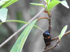 Cosmoscarta abdominalis