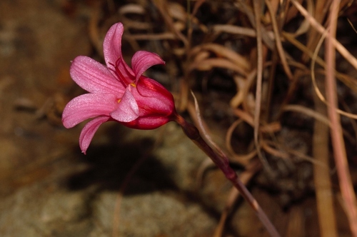 Cyrtanthus galpinii