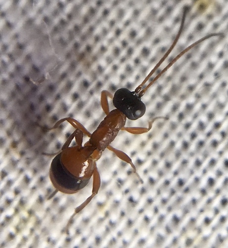 Gelis melanocephalus