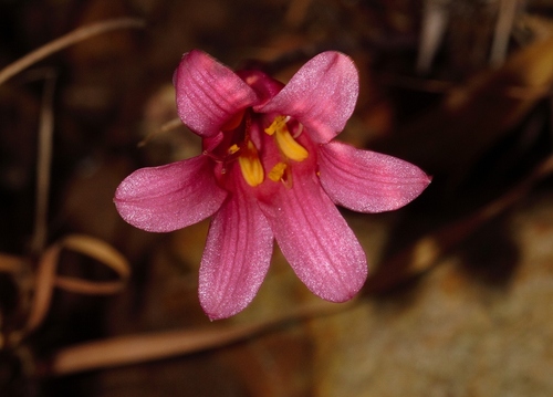 Cyrtanthus galpinii
