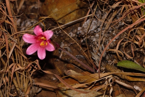 Cyrtanthus galpinii