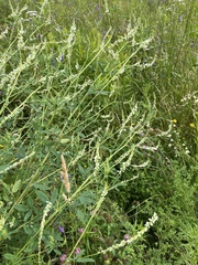 Melilotus albus image