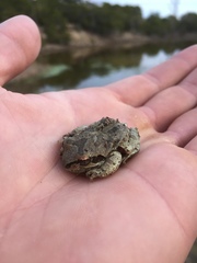 Pseudacris streckeri