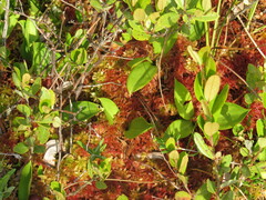Drosera rotundifolia image