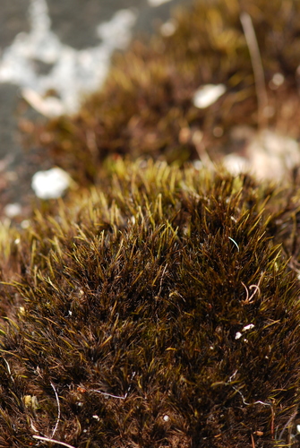 Campylopus atrovirens