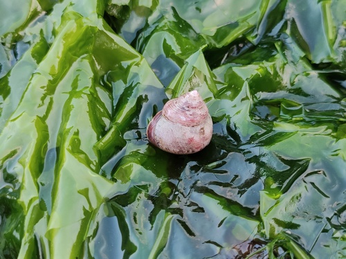 Calliostoma unicum, 2023-06-06