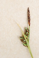 Carex livida