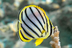 Maypole Butterflyfish photo 2