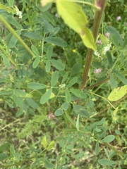 Melilotus albus image