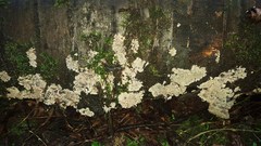 Phlebia rufa