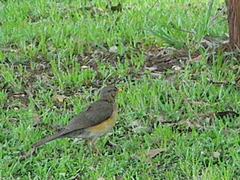 Turdus pelios