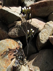 Cardamine thalassica