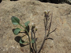 Cardamine thalassica
