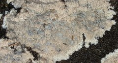 Phlebia rufa