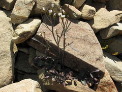Cardamine thalassica