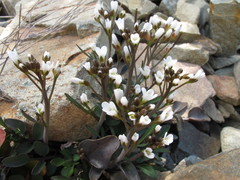 Cardamine thalassica