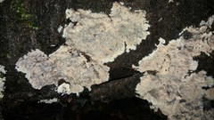 Phlebia rufa