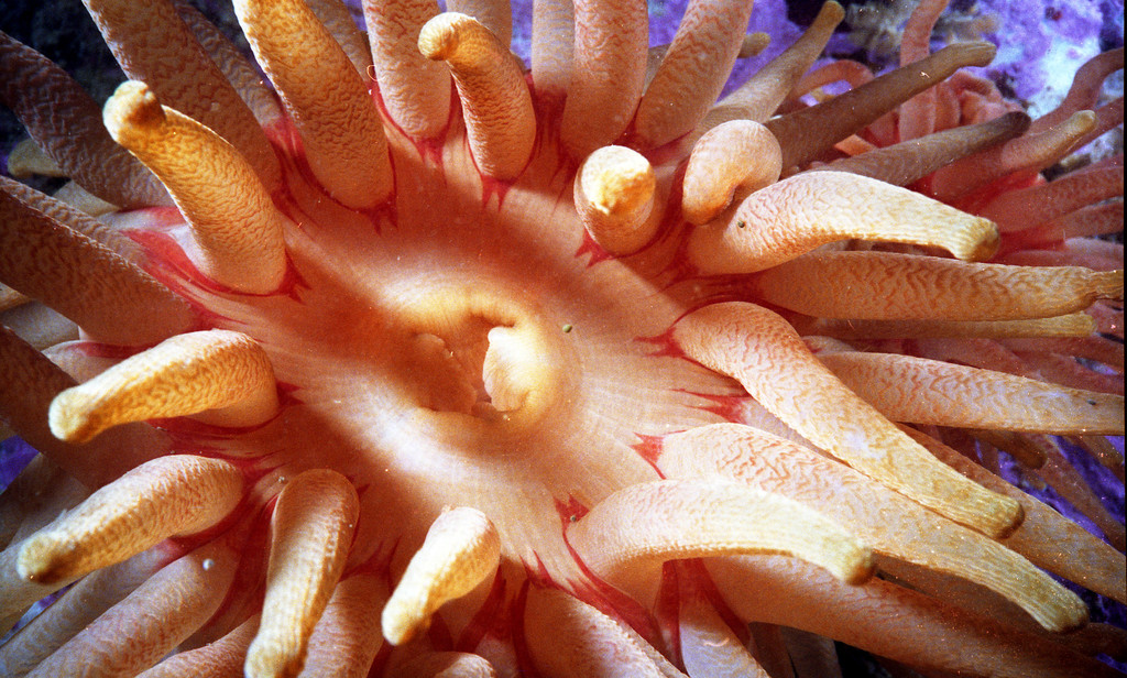 Cribrinopsis similis