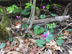 Cyclamen repandum repandum