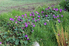 Ipomoea orizabensis orizabensis