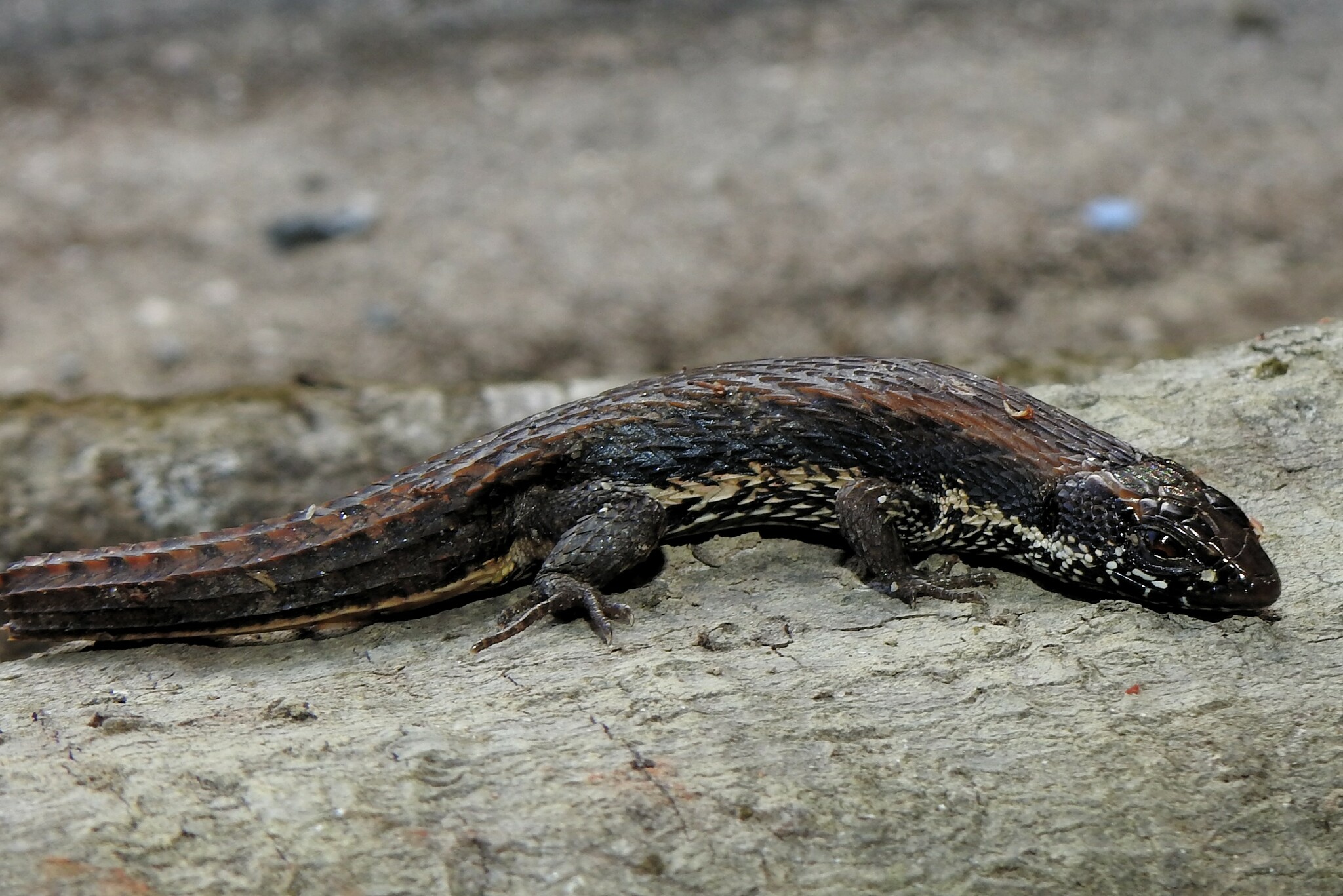 Alopoglossus angulatus (Linnaeus, 1758)