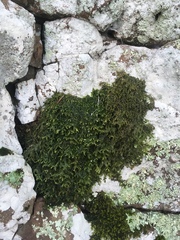 Lepidoziaceae