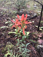Castilleja nelsonii