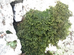 Lepidoziaceae