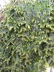Lepidoziaceae