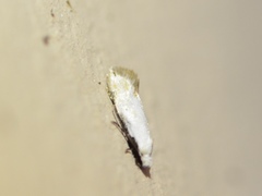 Mea skinnerella