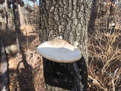 Pseudospongipellis unicolor