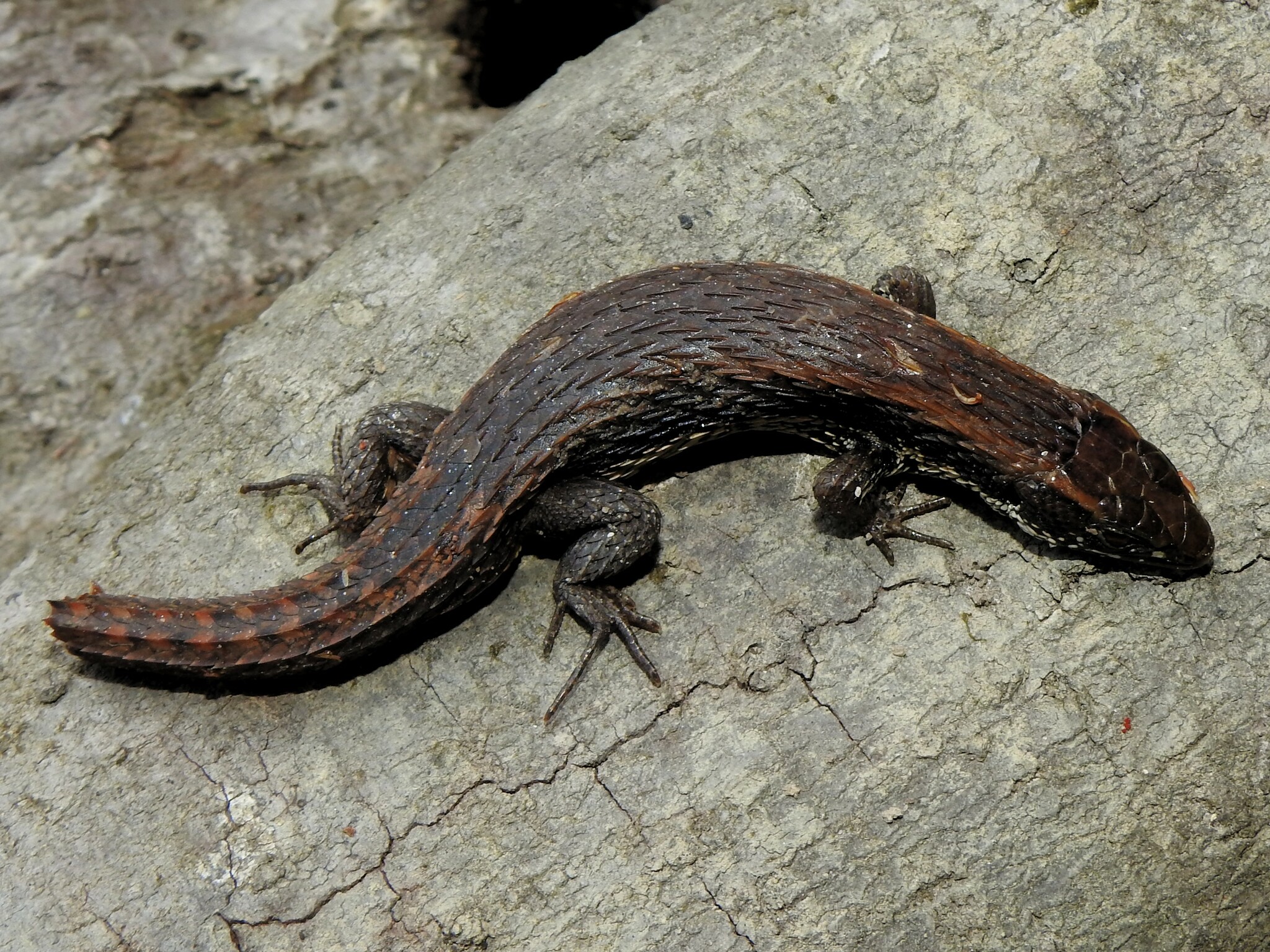 Alopoglossus angulatus (Linnaeus, 1758)