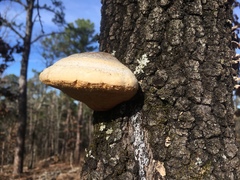 Pseudospongipellis unicolor