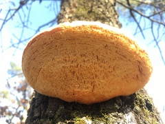 Pseudospongipellis unicolor