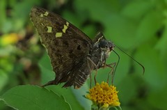 Thorybes dorantes dorantes