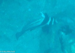 Eques punctatus