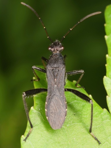 Alydus eurinus photo 3