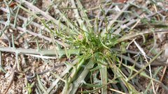 Calycoseris wrightii