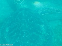 Chelonia mydas