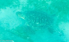 Chelonia mydas
