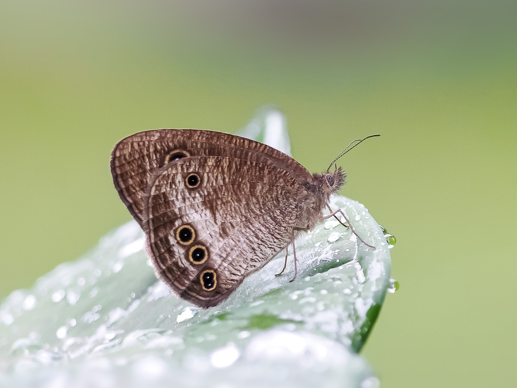 Ypthima gavalisi